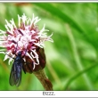 bzzz